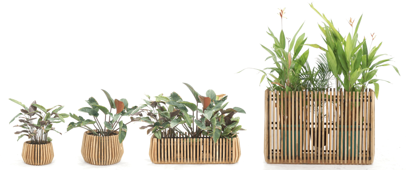 Plenter Collection