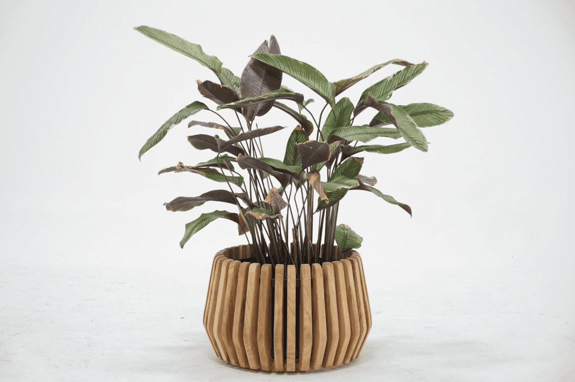 Plenter Collection - Image 2