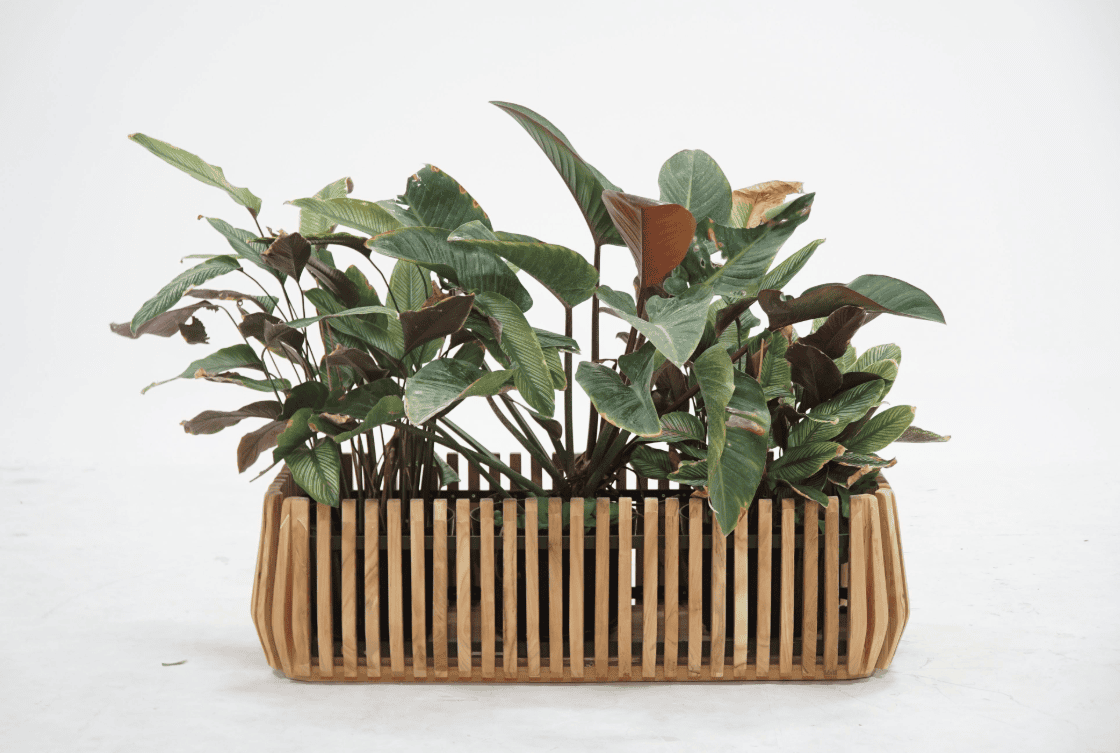 Plenter Collection - Image 4